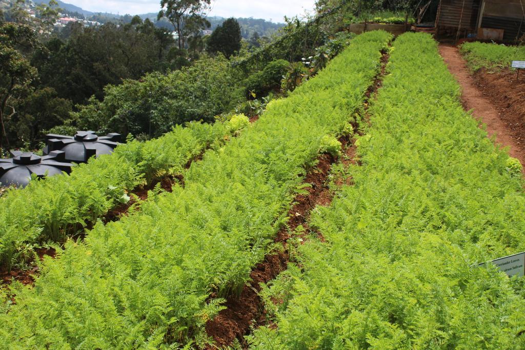 Serene Villa Nuwara Eliya Eksteriør bilde