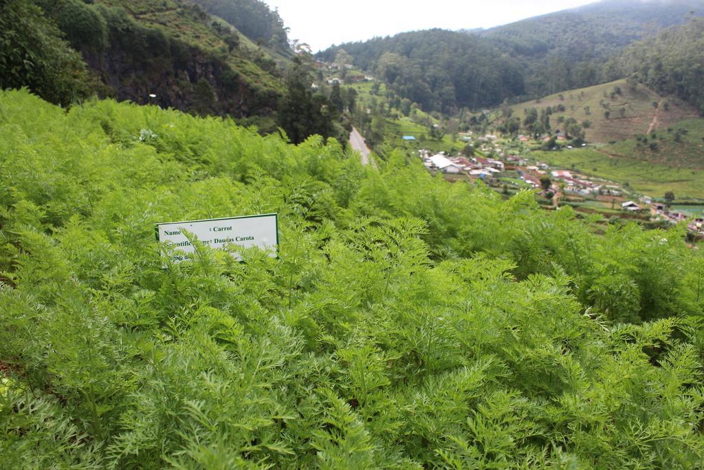 Serene Villa Nuwara Eliya Eksteriør bilde