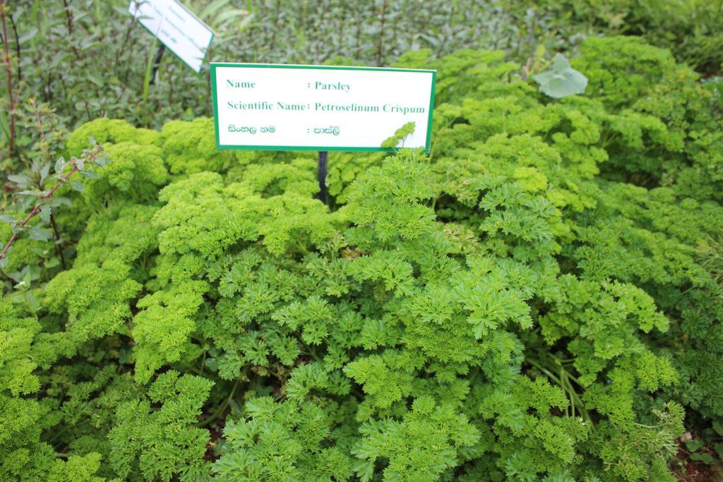 Serene Villa Nuwara Eliya Eksteriør bilde
