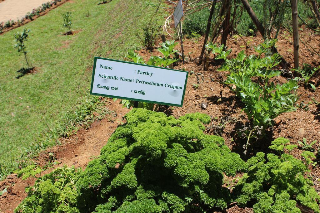 Serene Villa Nuwara Eliya Eksteriør bilde